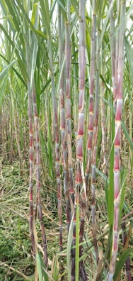 Farmers planting sugarcane seedlings in rich soil.