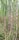 Tall stalks of sugarcane plants with long green leaves and thick stems, displaying purplish and green hues, growing closely together in a field.