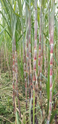 Tall stalks of sugarcane plants with long green leaves and thick stems, displaying purplish and green hues, growing closely together in a field.