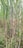 Tall stalks of sugarcane plants with long green leaves and thick stems, displaying purplish and green hues, growing closely together in a field.