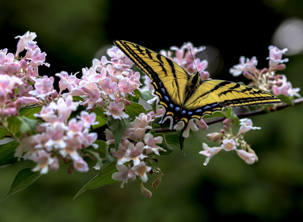 yellow and black butterfly on pink flower