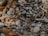 A variety of smooth pebbles and stones mixed with pieces of driftwood and twigs. The stones vary in size and color, ranging from gray to light beige, interspersed with weathered wood fragments, creating a natural, textured surface.