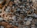 A variety of smooth pebbles and stones mixed with pieces of driftwood and twigs. The stones vary in size and color, ranging from gray to light beige, interspersed with weathered wood fragments, creating a natural, textured surface.