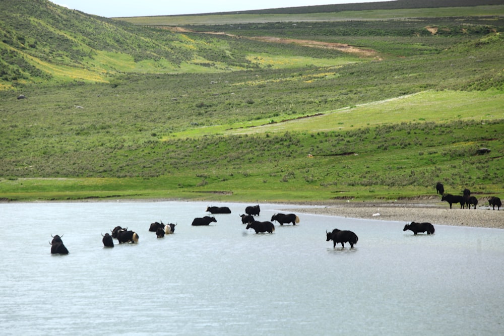 herd of cows on green grass field during daytime