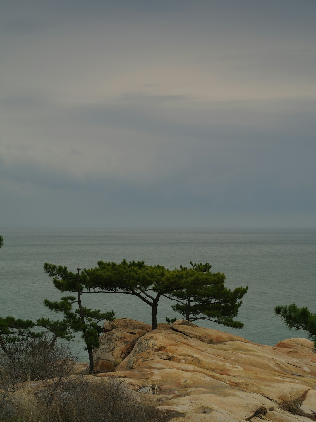 green tree on brown rock near body of water during daytime