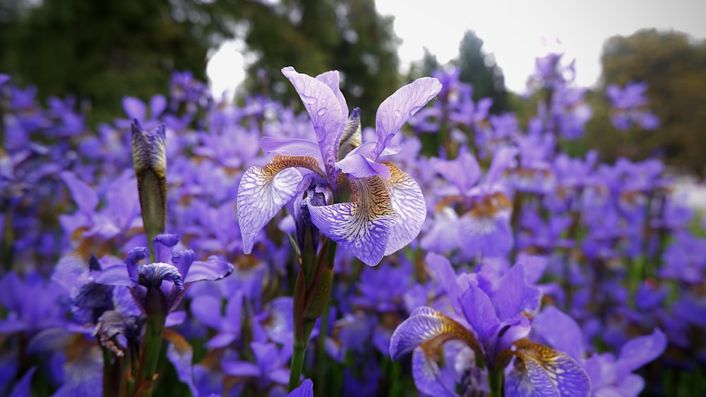 purple and white flower in tilt shift lens