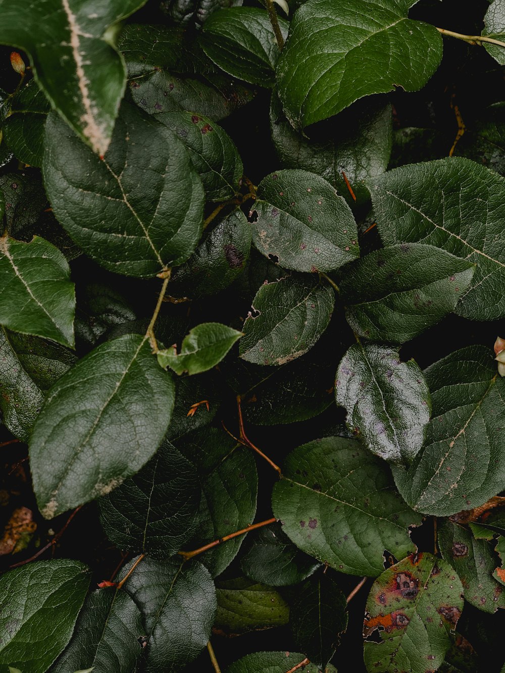 green leaves with water droplets