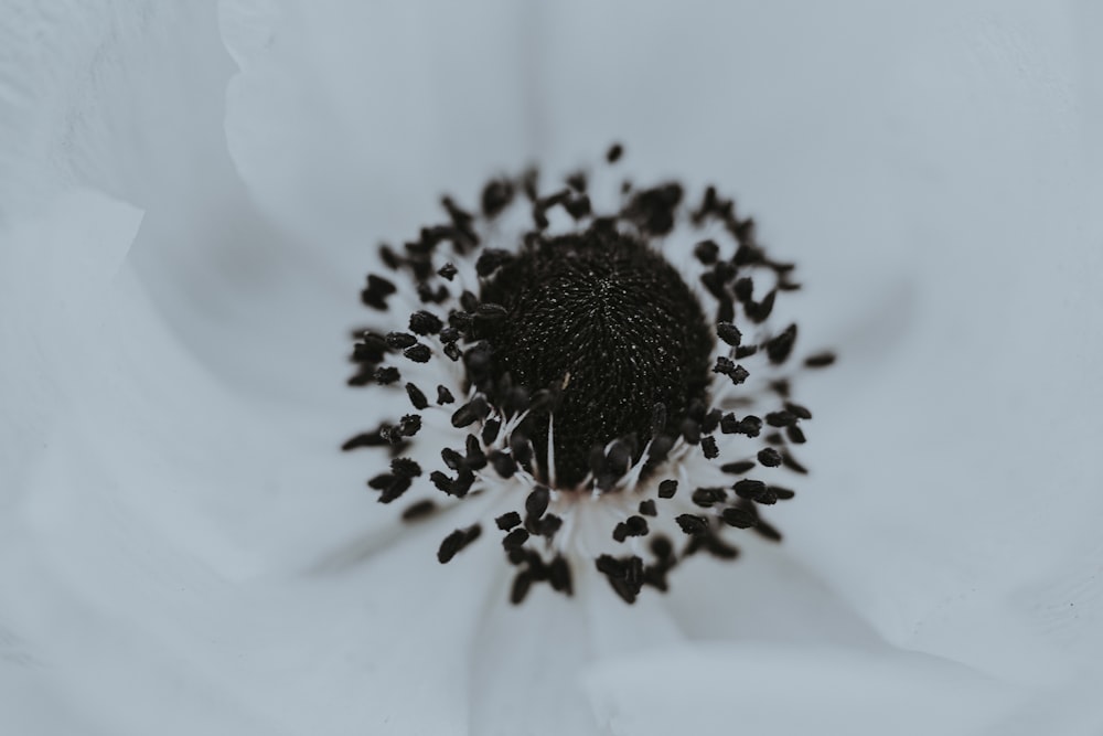 white and black flower in macro lens photography