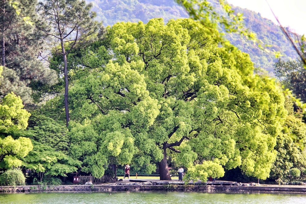 green trees near body of water during daytime