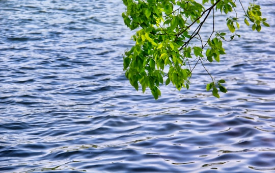 green leaves on body of water during daytime in Xihu China