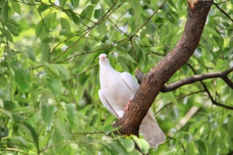 Close-up of a white dove perched gently on a tree branch.
