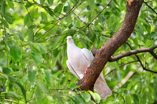 white bird on brown tree branch during daytime in Xihu China