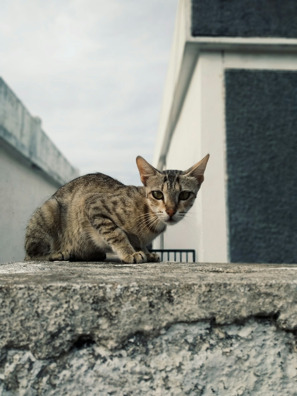 brown tabby cat on gray concrete wall during daytime