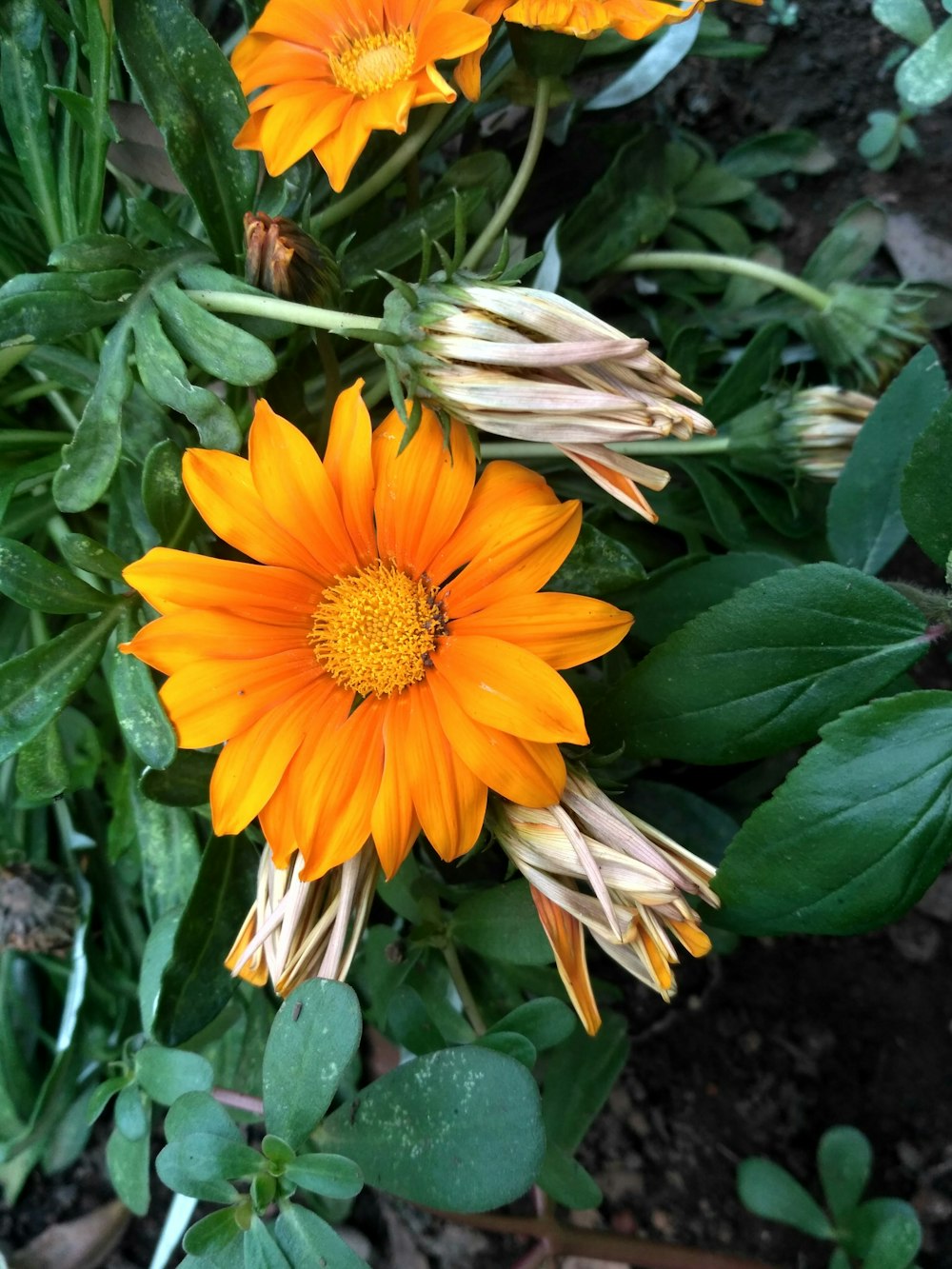 flor amarela e vermelha em flor durante o dia