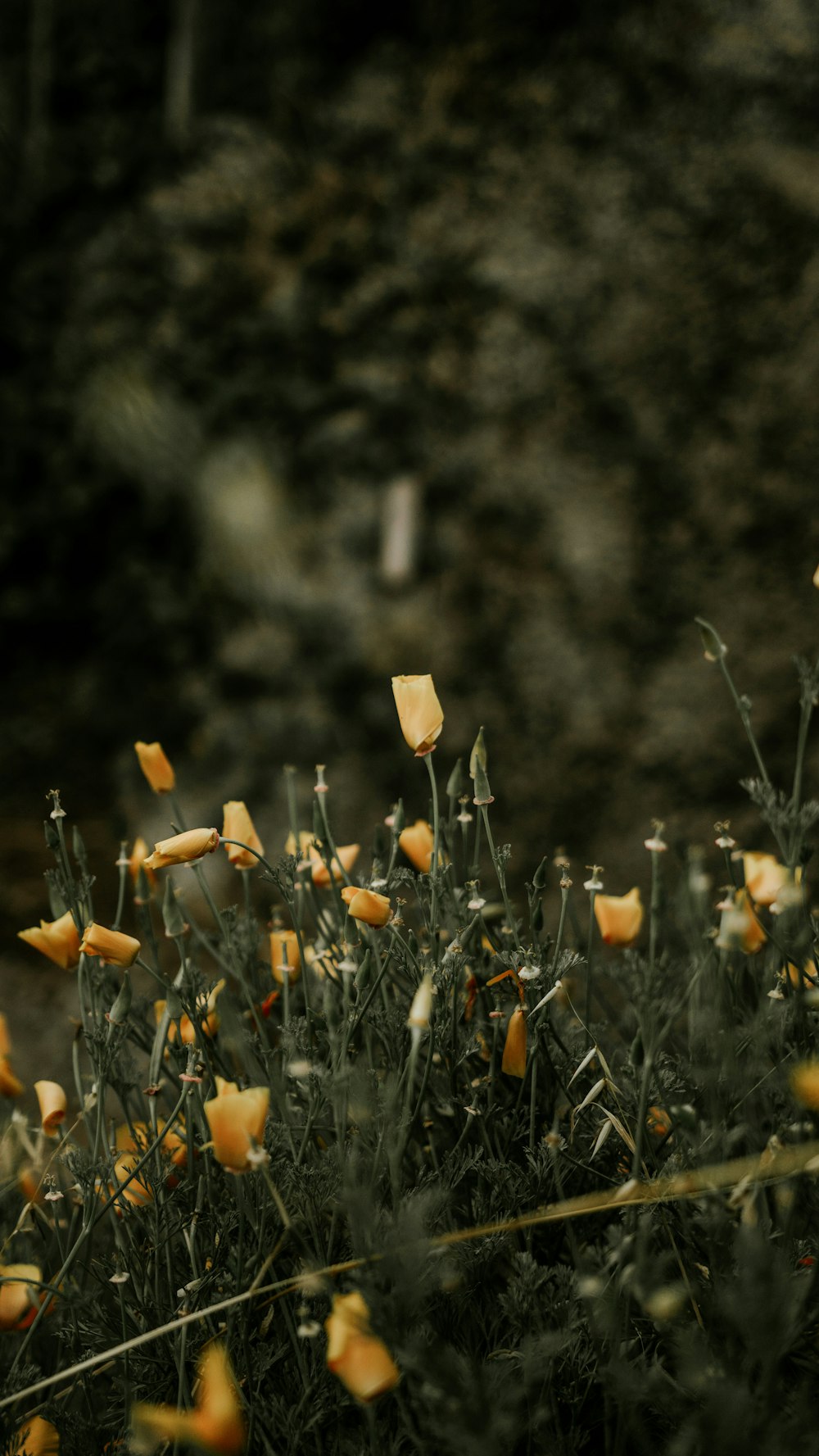 capullos florales marrones en lente de cambio de inclinación