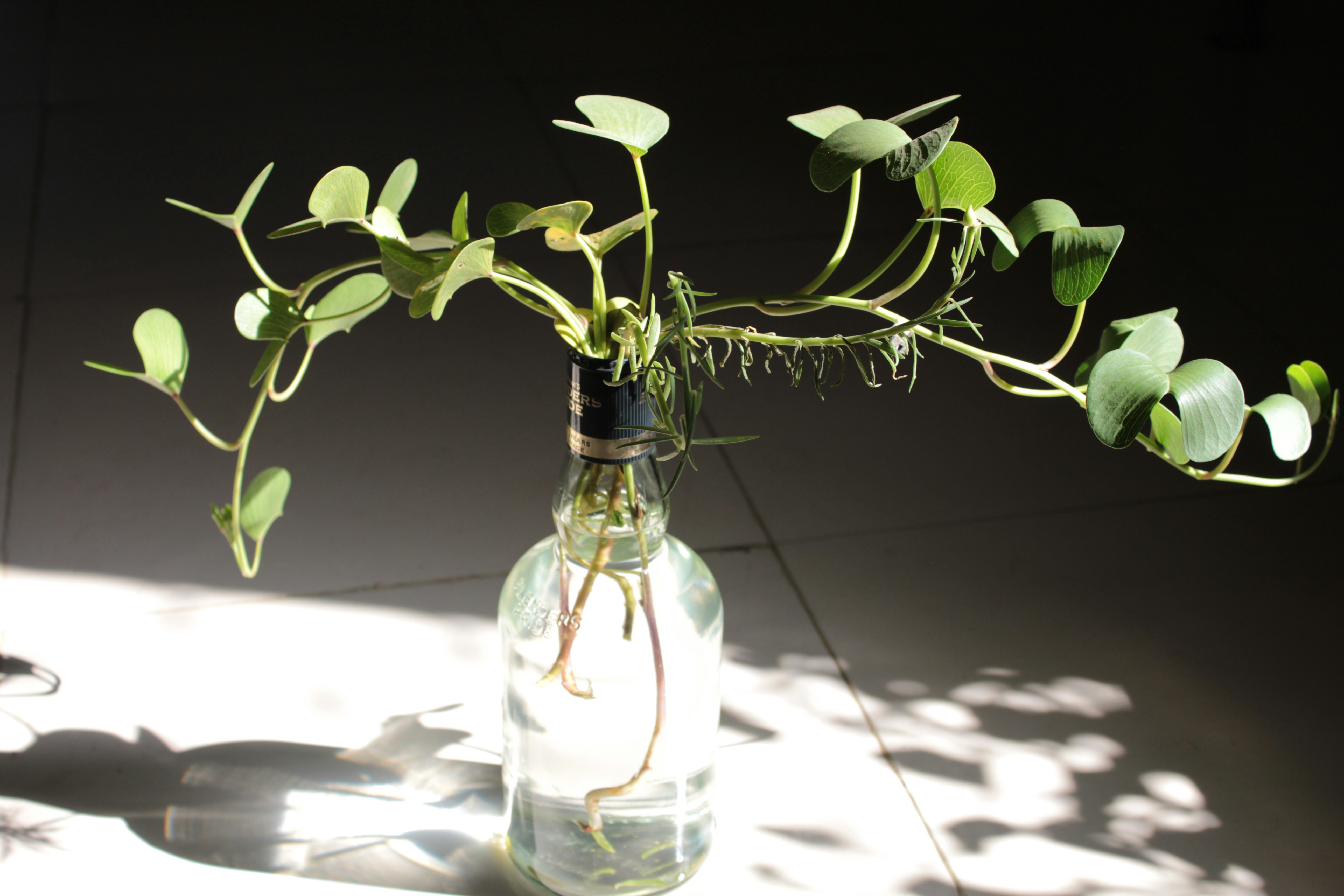 Green bitter gourd cinnamon fenugreek shot in small glass bottle on fresh green leaves bright natural light