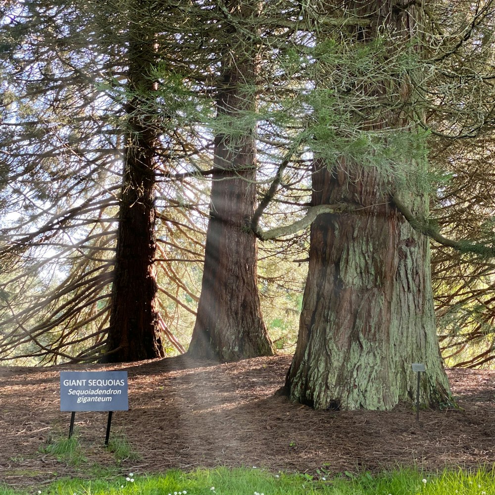 brown trees on green grass field during daytime