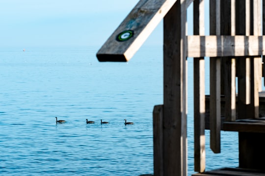 brown wooden dock on sea during daytime in Lake Ontario Canada