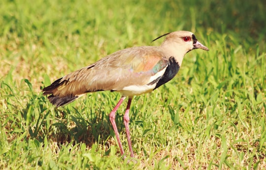 brown and white bird on green grass during daytime in La Ceja Colombia