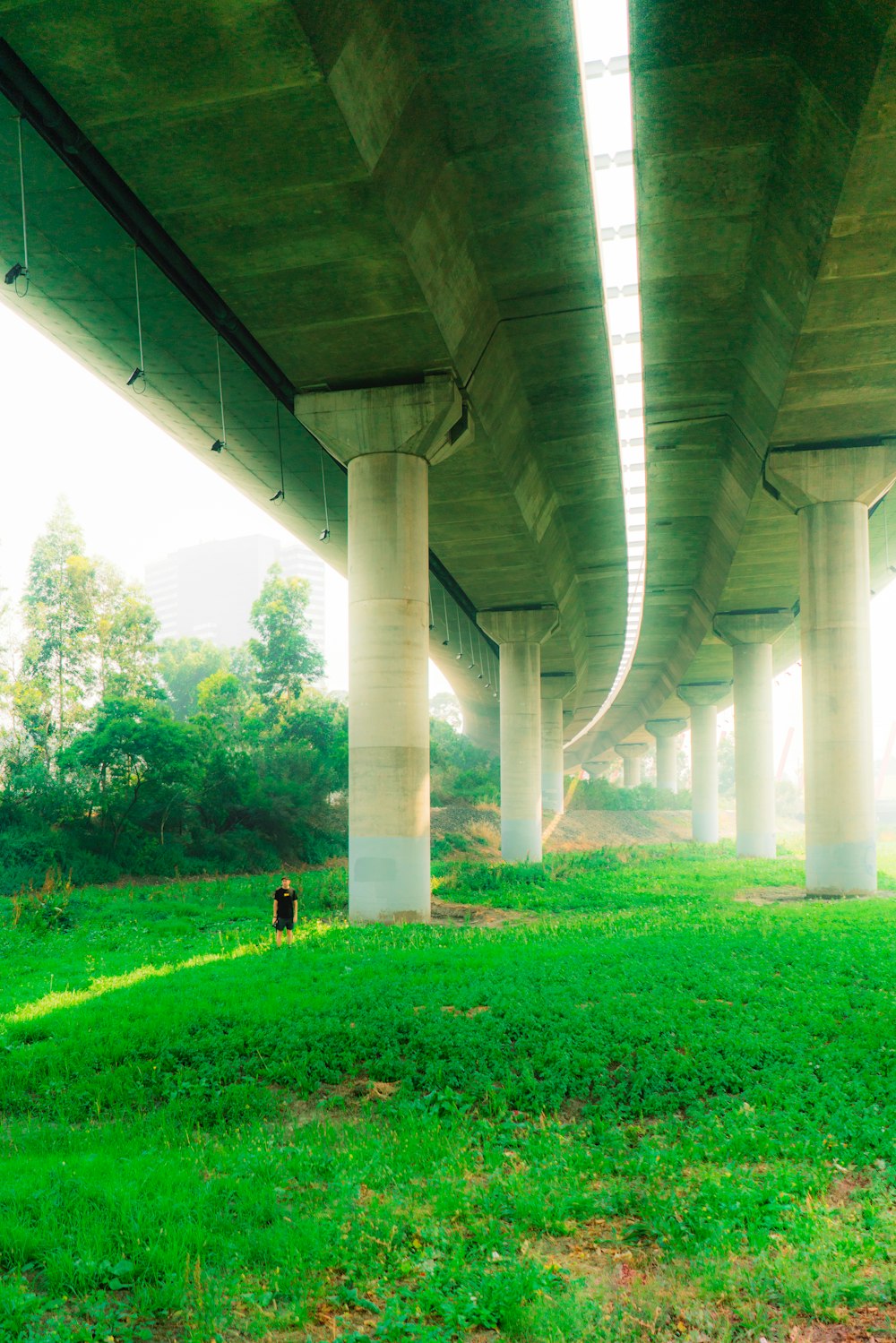 green grass under gray concrete bridge during daytime