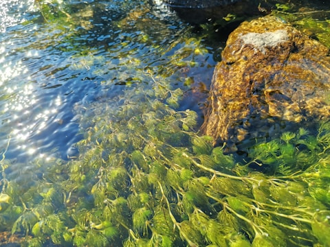 Sunlit water flows gently over rocks with lush green algae and plants submerged beneath the clear surface. The light reflects off the water, creating shimmering patterns.