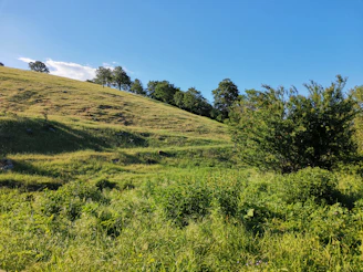 A serene green hillside in Sri Lanka with clear skies and scattered trees, showcasing pristine land for sale.
