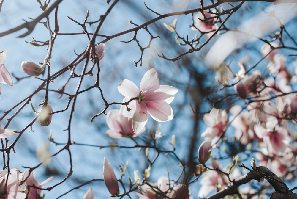 white and pink cherry blossom