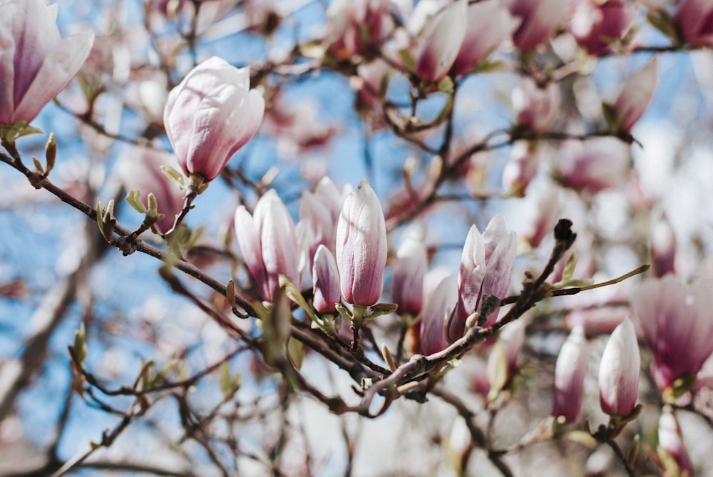 pink and white flower in tilt shift lens