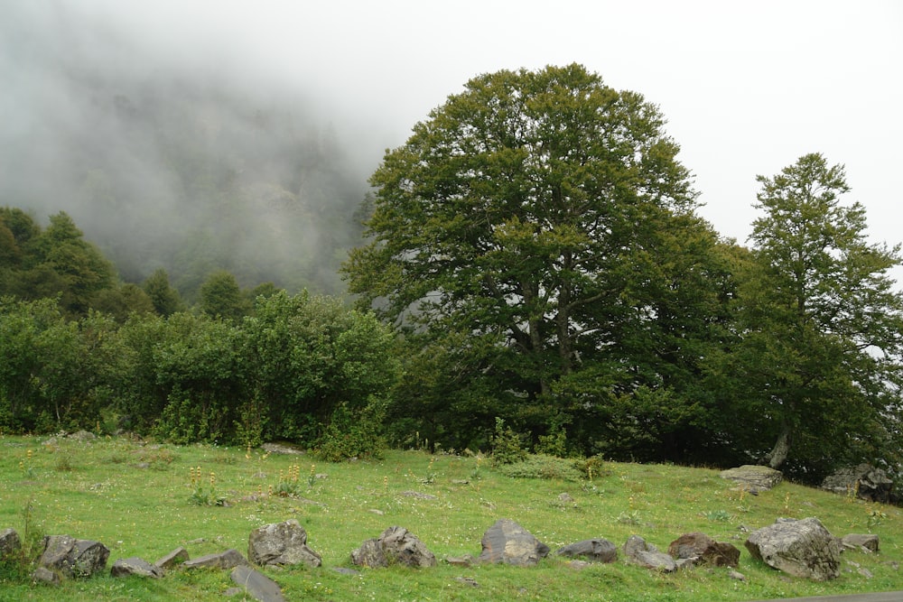 green trees on green grass field during daytime