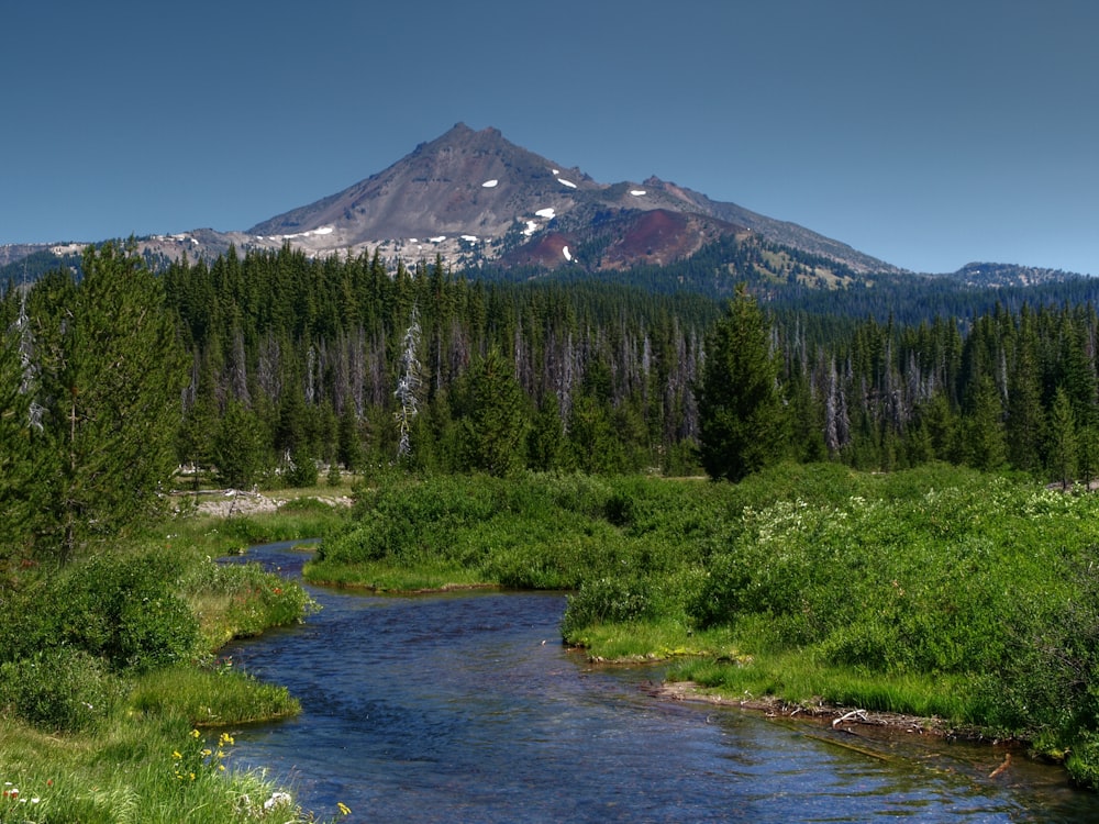 green trees near lake and mountain under blue sky during daytime