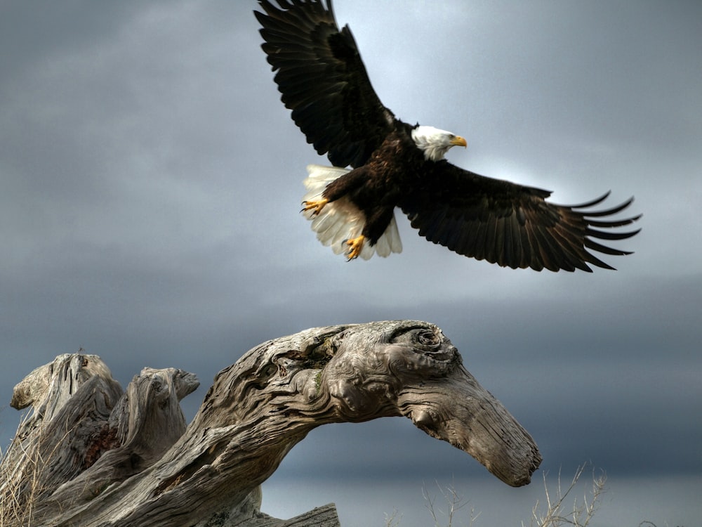 black and white eagle on brown tree branch during daytime