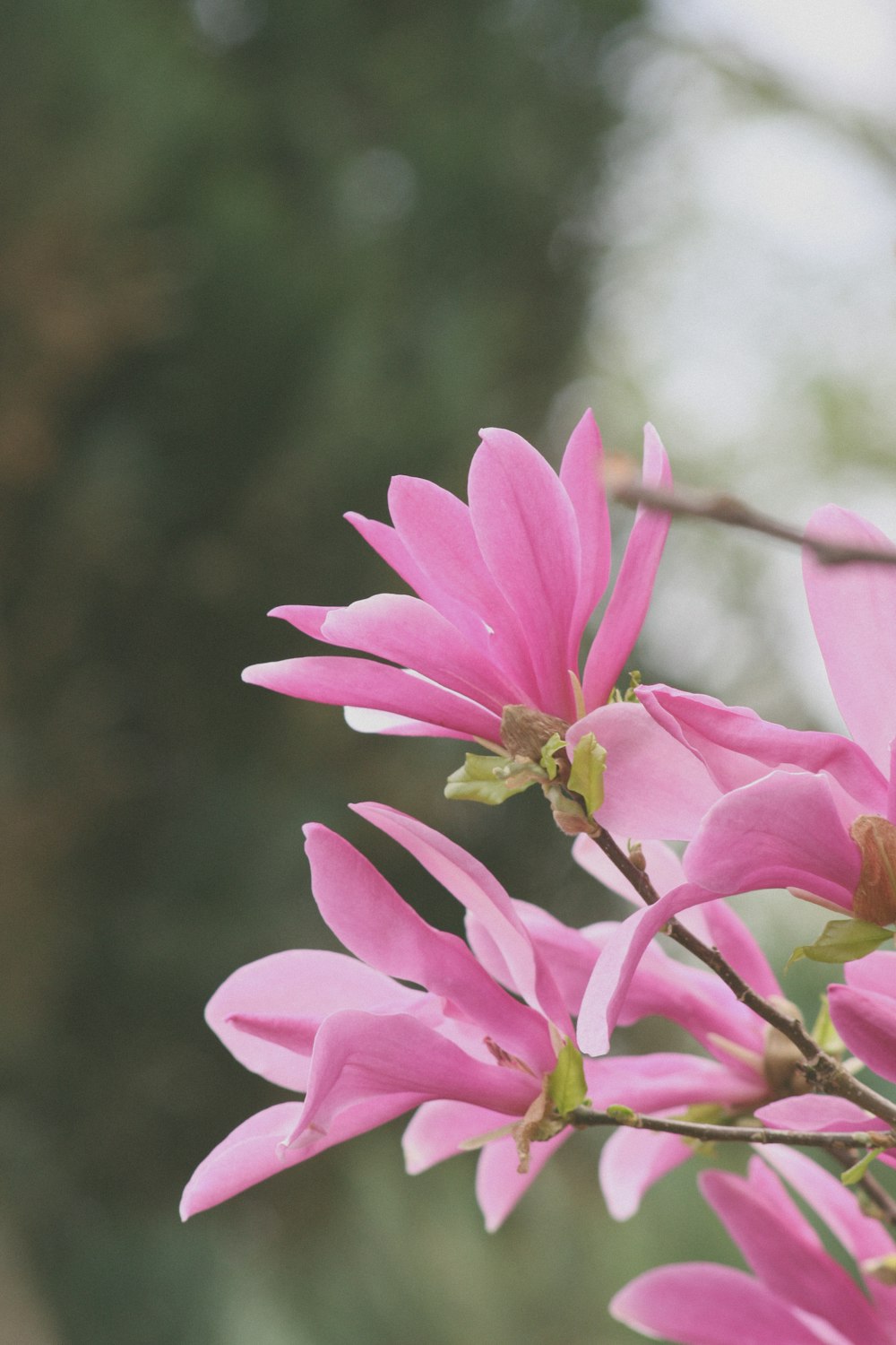 pink cosmos flower in bloom during daytime