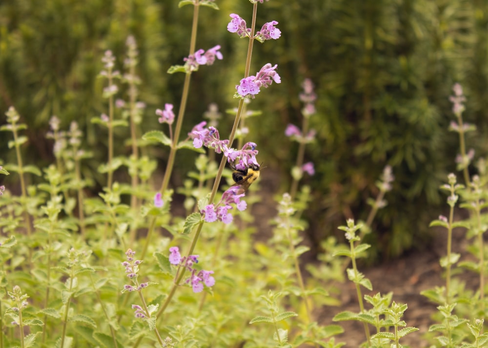 fiore viola con lente tilt shift