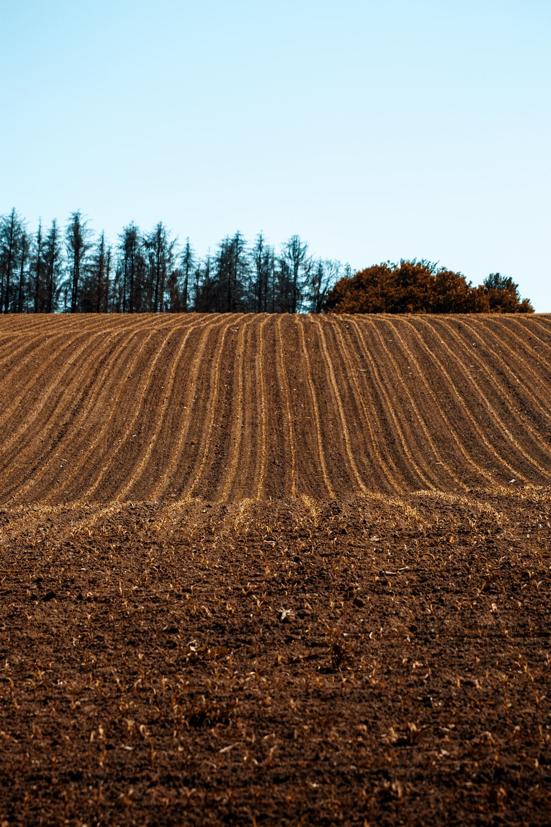 brown field with trees during daytime