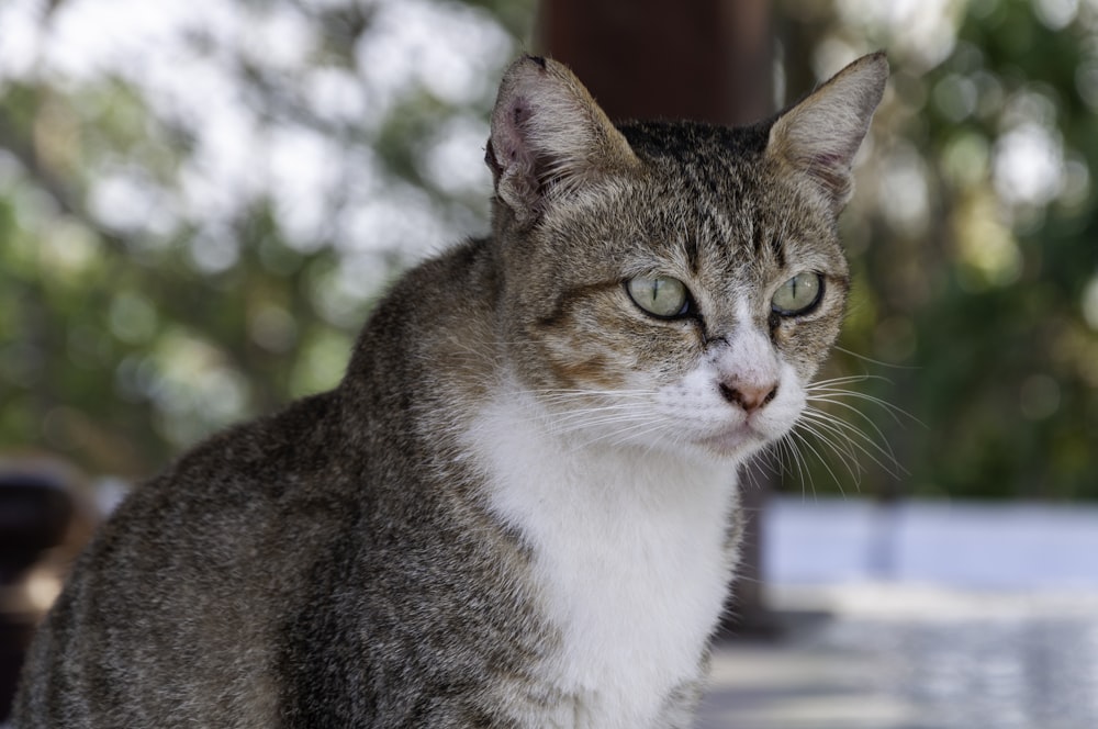 brown and white tabby cat