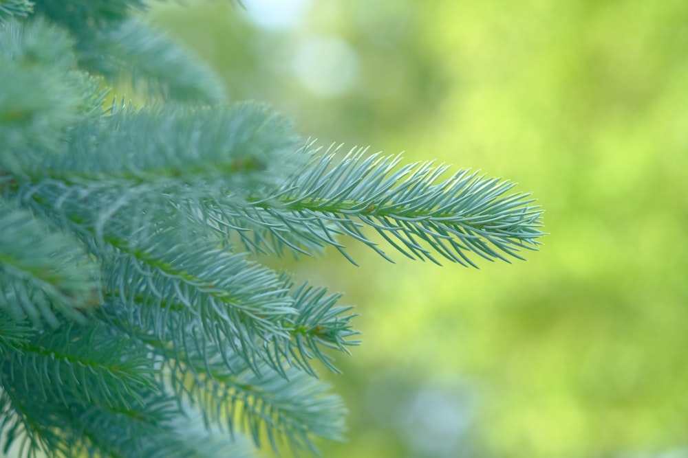 green leaf plant in close up photography