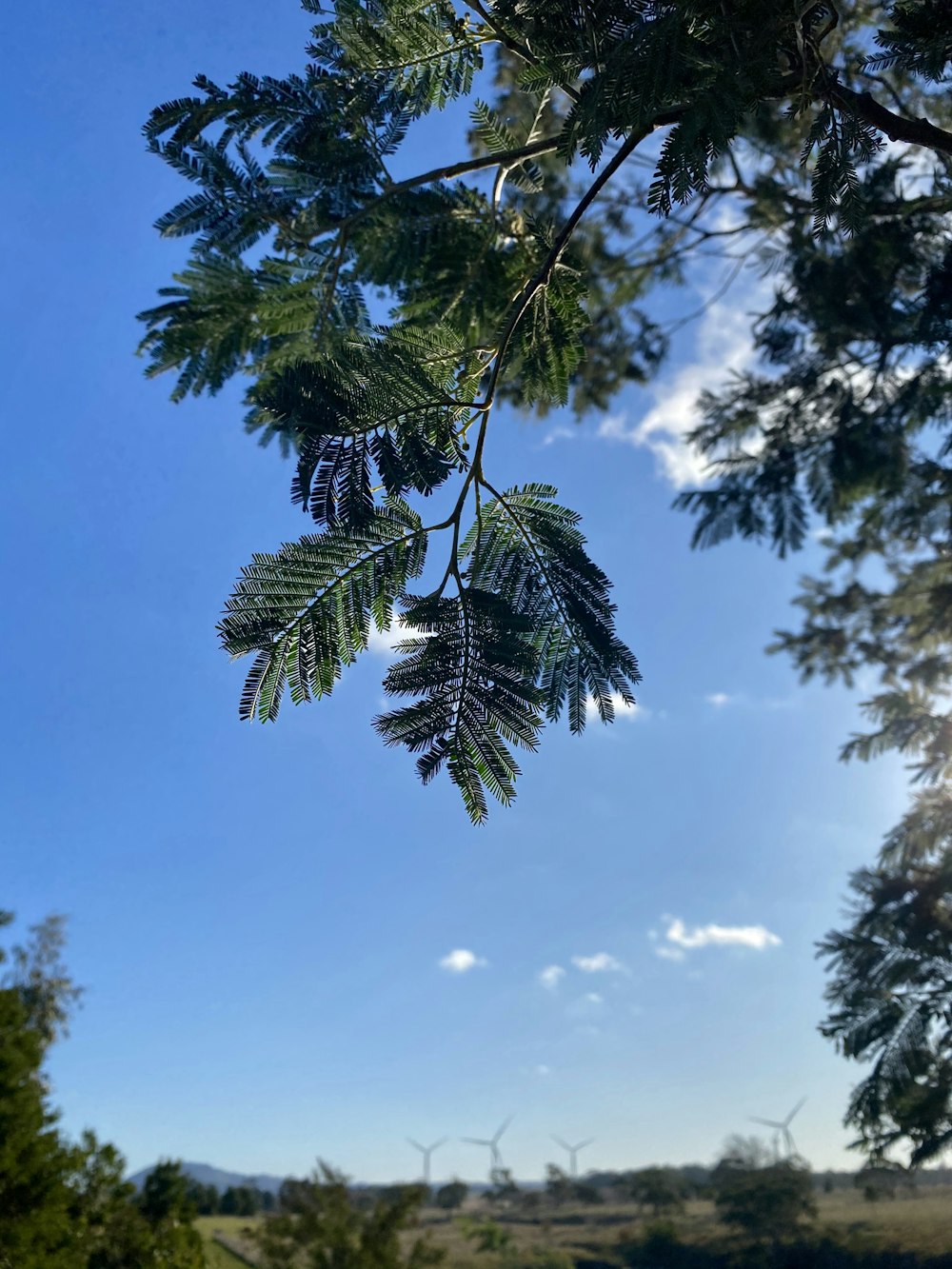 árbol de hoja verde bajo el cielo azul durante el día