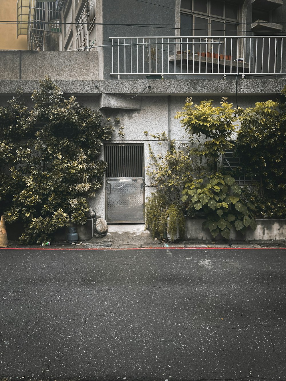 green tree beside gray concrete building