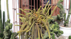 A collection of metal cactus plants displayed in the yard with rustic finishes.