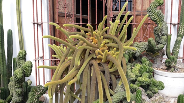 An assortment of diverse, uniquely shaped cacti in ceramic pots is arranged in front of a rustic wooden door and metal bars. The cacti display a variety of textures and forms, including elongated, spiraled, and clustered shapes.