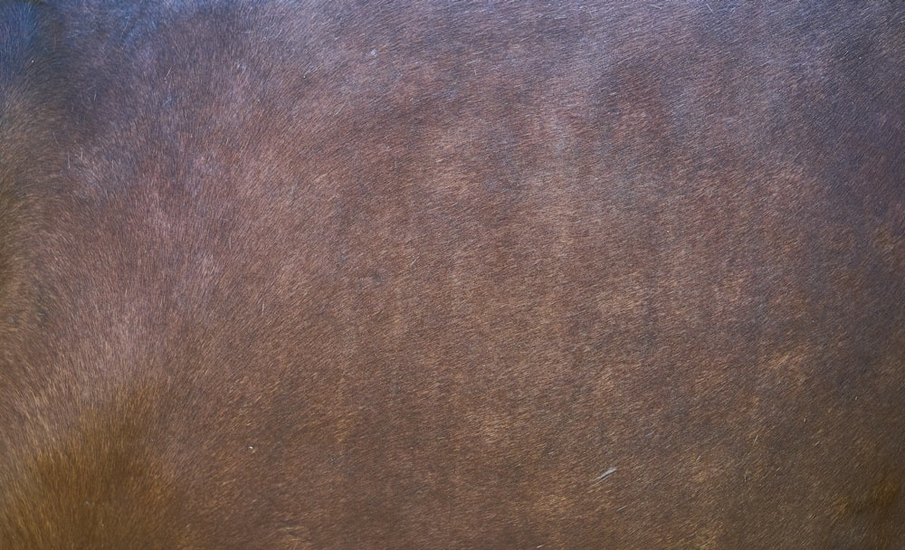 a close up of a brown horse's fur