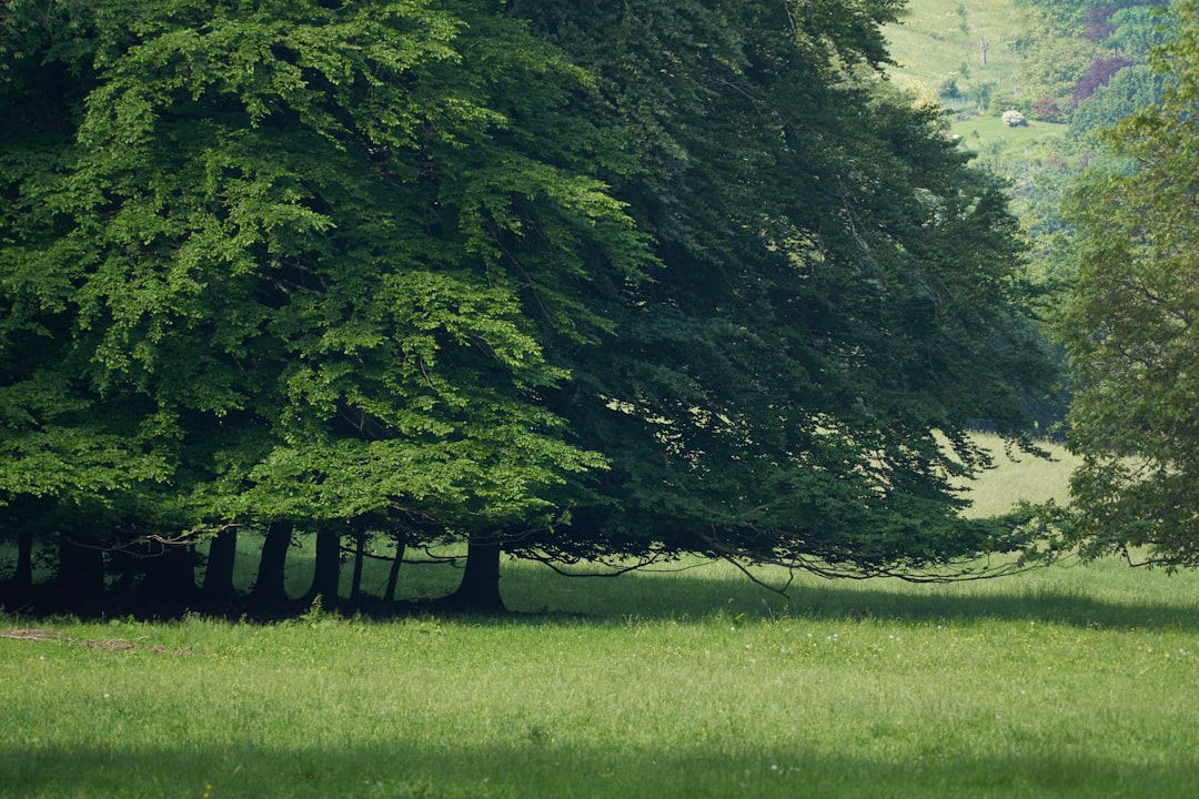 green grass field with trees