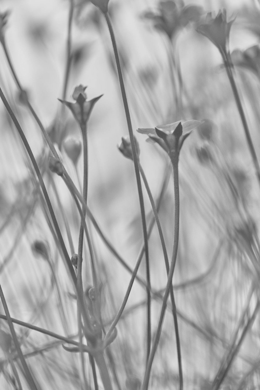 grayscale photo of flower bud