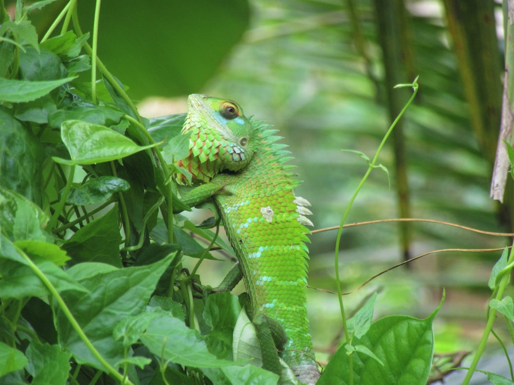 green lizard on green plant