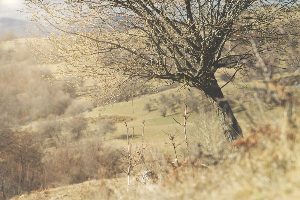 leafless tree on brown grass field during daytime