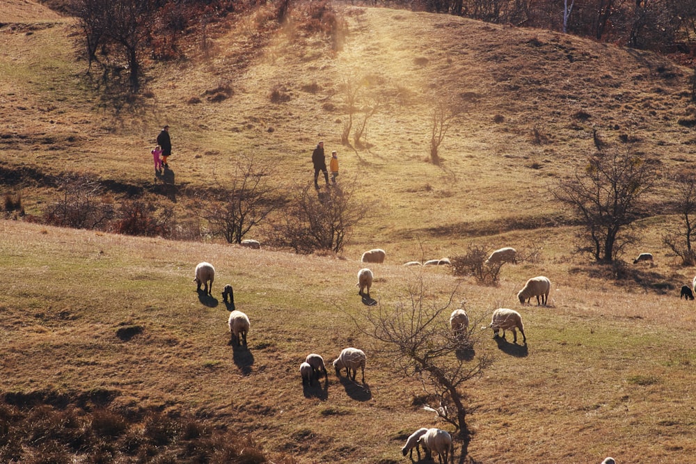group of sheep on brown field during daytime