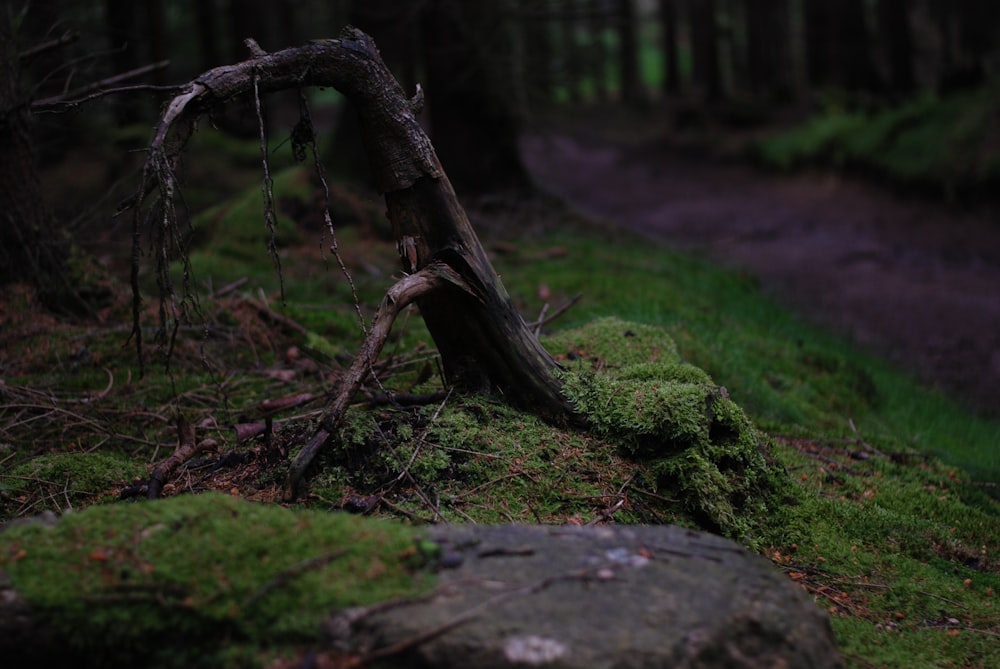 brown tree trunk with moss