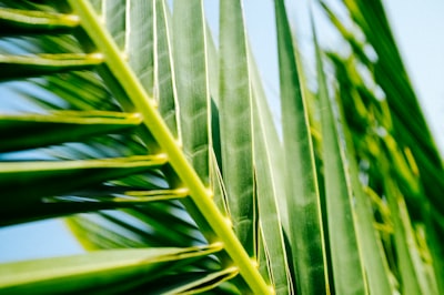 green palm tree during daytime palm-tree teams background