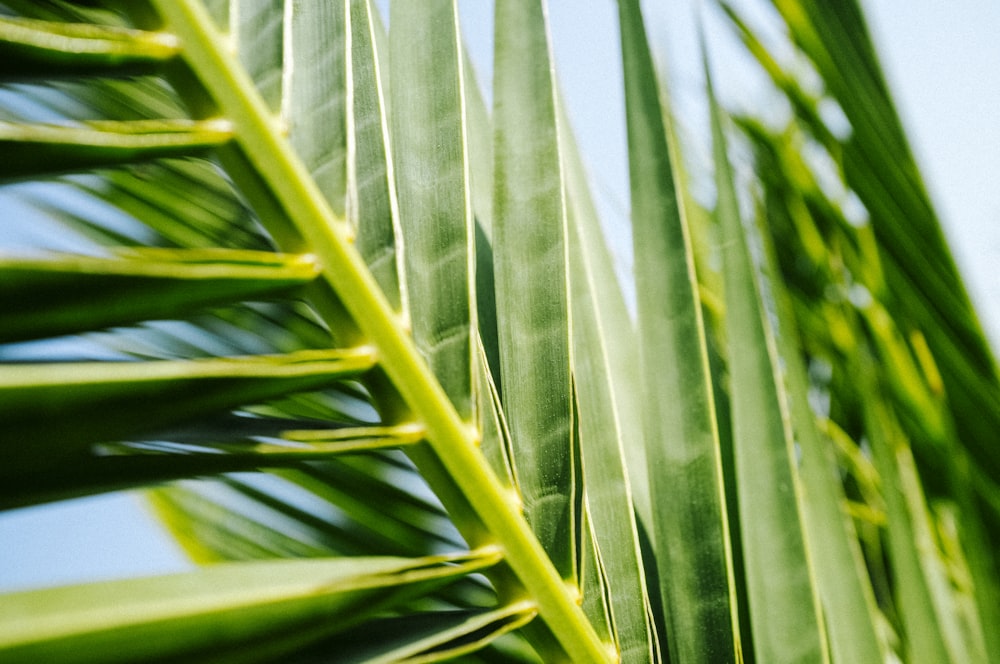 green palm tree during daytime