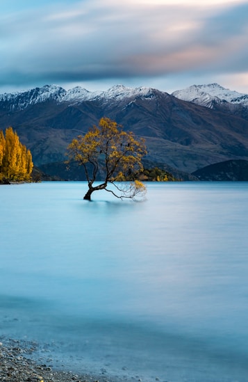brown tree on body of water near mountain during daytime